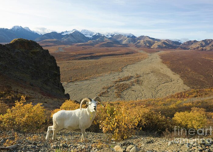 00440961 Greeting Card featuring the photograph Dalls Sheep in Denali #2 by Yva Momatiuk John Eastcott