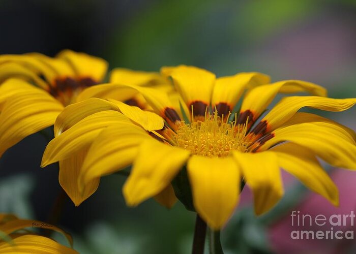 Flower Greeting Card featuring the photograph Double Yellow #2 by Yumi Johnson