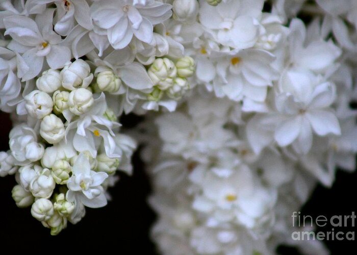 Spring Greeting Card featuring the photograph Flowers #2 by Deena Withycombe