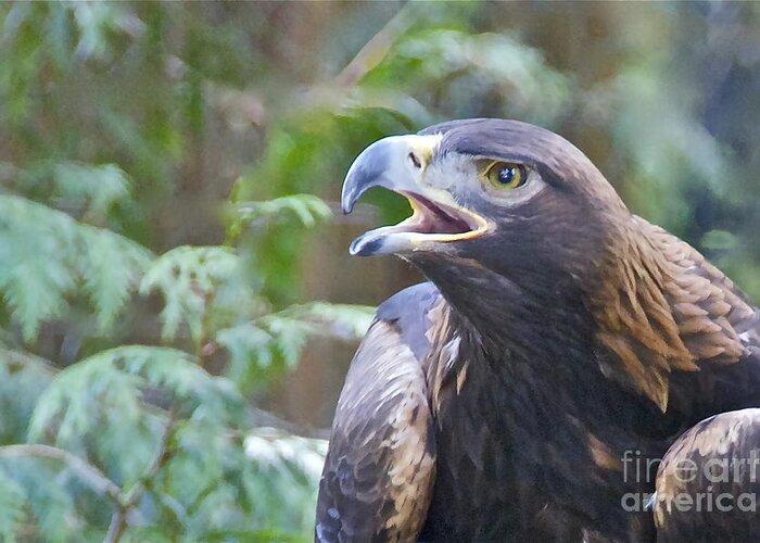 Photography Greeting Card featuring the photograph Golden Eagle #2 by Sean Griffin