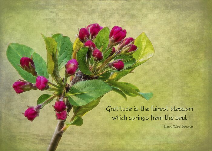 Flower Greeting Card featuring the photograph Gratitude #2 by Cathy Kovarik