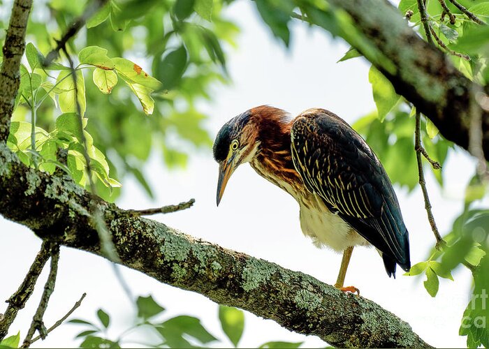 Heron Greeting Card featuring the photograph Green heron portrait #2 by Sam Rino