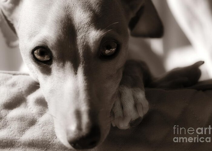 Editorial Greeting Card featuring the photograph Heart You Italian Greyhound by Angela Rath