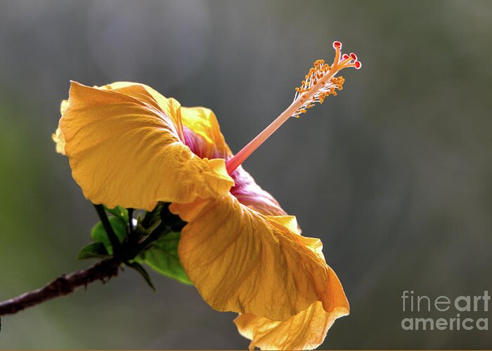Flower Greeting Card featuring the photograph Hibiscus in Bloom #2 by Pravine Chester