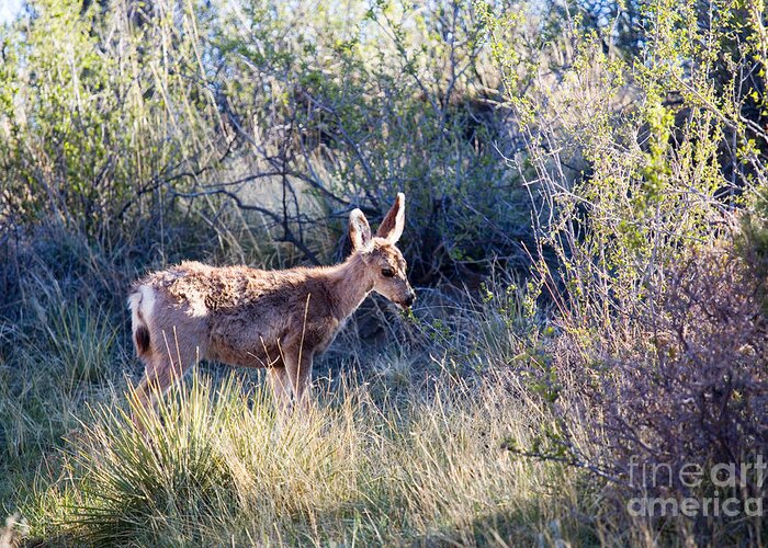 Deer Greeting Card featuring the photograph Mule Deer in Garden of the Gods #2 by Steven Krull