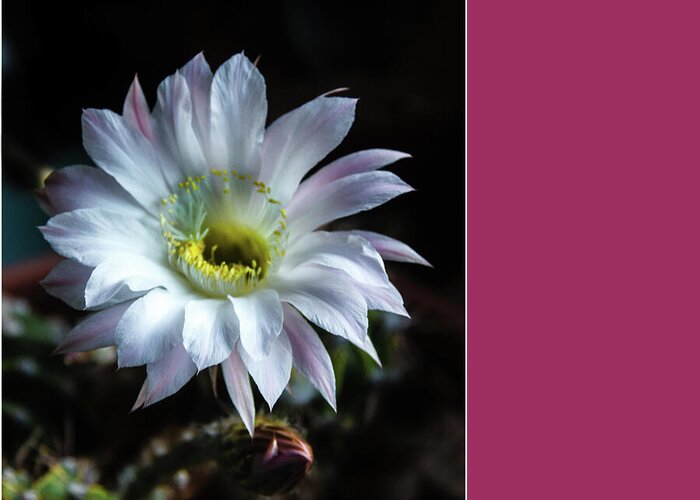Arizona Greeting Card featuring the photograph Night Bloomer #2 by Robert Bales