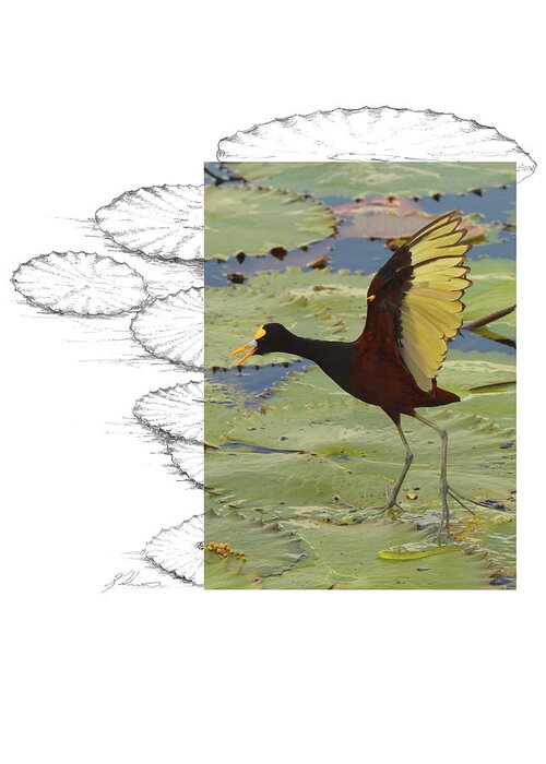 Northern Jacana Greeting Card featuring the photograph Northern Jacana #2 by Andrew McInnes