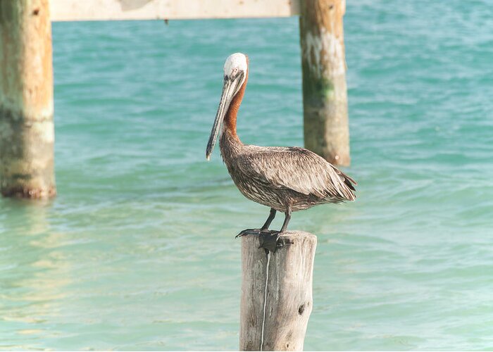 Yucatan Peninsula Greeting Card featuring the digital art Pelican at Isla Mujeres #2 by Carol Ailles