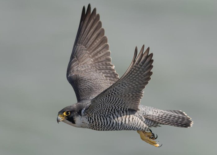 Peregrine Greeting Card featuring the photograph Peregrine Falcon #2 by Ian Hufton