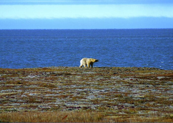 Polar Bear Greeting Card featuring the photograph Polar Bear #2 by Anthony Jones