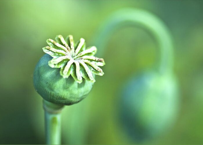Poppy Greeting Card featuring the photograph Poppy seed capsule #2 by Heiko Koehrer-Wagner