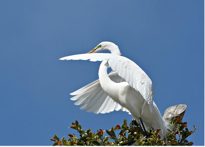Great Egret Greeting Card featuring the photograph Pre Flight #2 by Fraida Gutovich