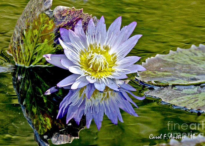 Impressionistic Greeting Card featuring the photograph Purple Water Lily Pond Flower Wall Decor by Carol F Austin