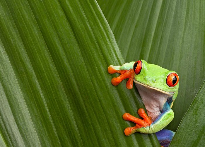 Agalychnis Greeting Card featuring the photograph Red Eyed Tree Frog #2 by Dirk Ercken