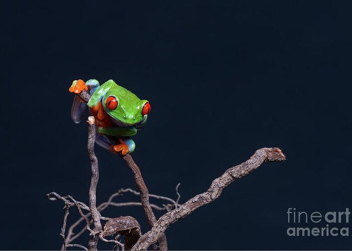 Frog Greeting Card featuring the photograph Red eyed tree frog #2 by Les Palenik