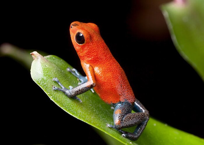 Amphibian Greeting Card featuring the photograph Red Poison Dart Frog #2 by Dirk Ercken