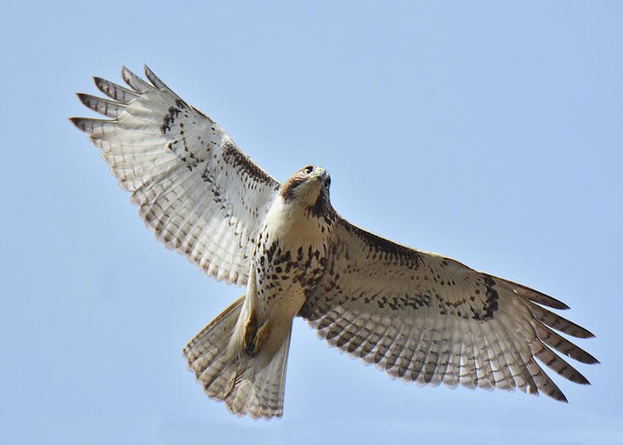 Bird Greeting Card featuring the photograph Red-tailed Hawk #2 by Alan Lenk