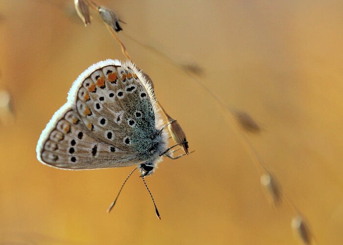 European Common Blue Butterfly Greeting Card featuring the photograph Resting #2 by Doris Potter