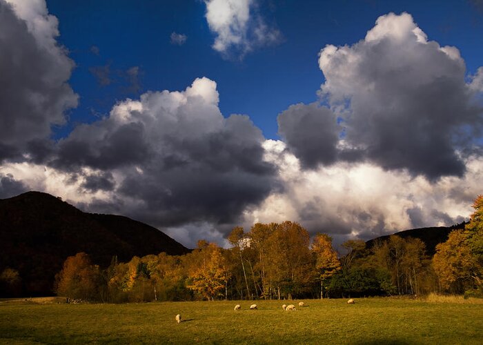 Sheep Greeting Card featuring the photograph Sheep and Storm Clouds #2 by Irwin Barrett