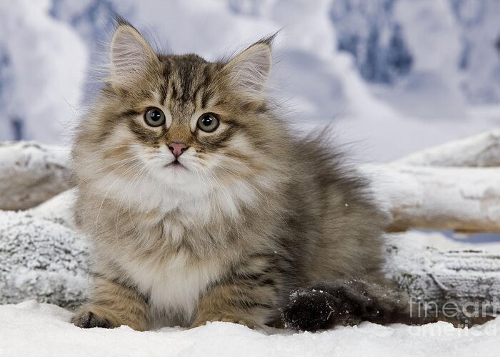 Cat Greeting Card featuring the photograph Siberian Cat #2 by Jean-Michel Labat