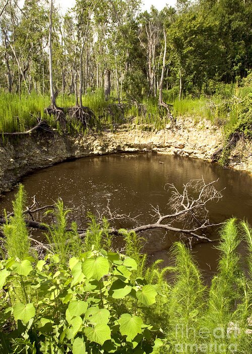 Sinkhole Greeting Card featuring the photograph Sinkhole, Florida #2 by Inga Spence