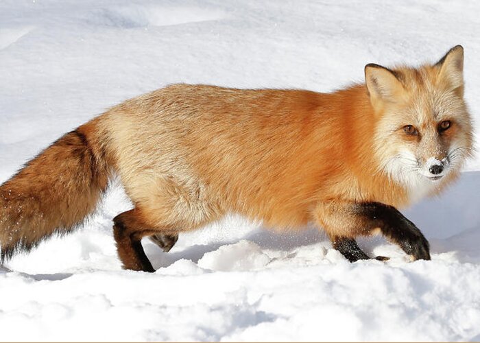 Red Fox Greeting Card featuring the photograph Sneaky Red Fox #2 by Athena Mckinzie