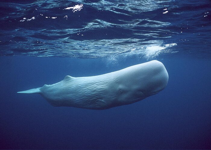 00270022 Greeting Card featuring the photograph White Sperm Whale by Hiroya Minakuchi