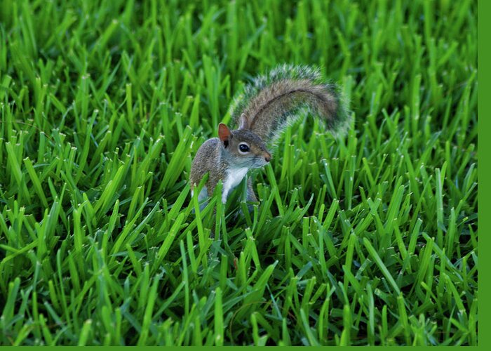 Squirrel Greeting Card featuring the photograph 2- Squirrel by Joseph Keane