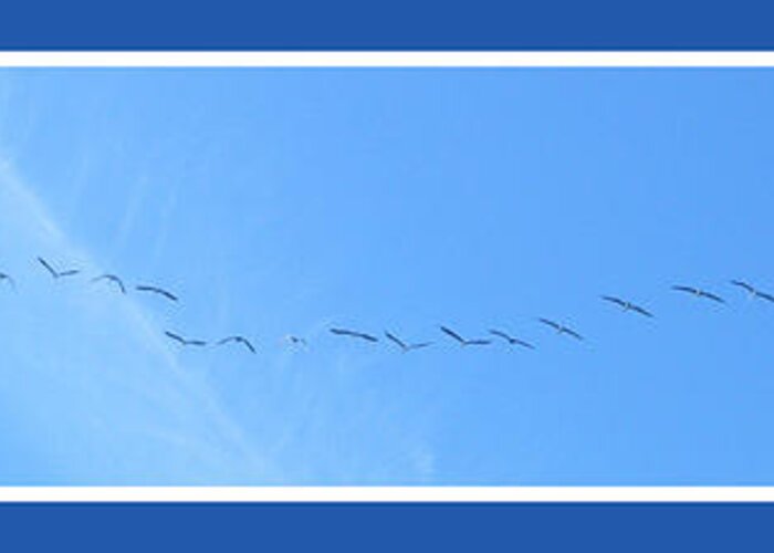 Birds Greeting Card featuring the photograph String of Birds in Blue #2 by Mary Mikawoz