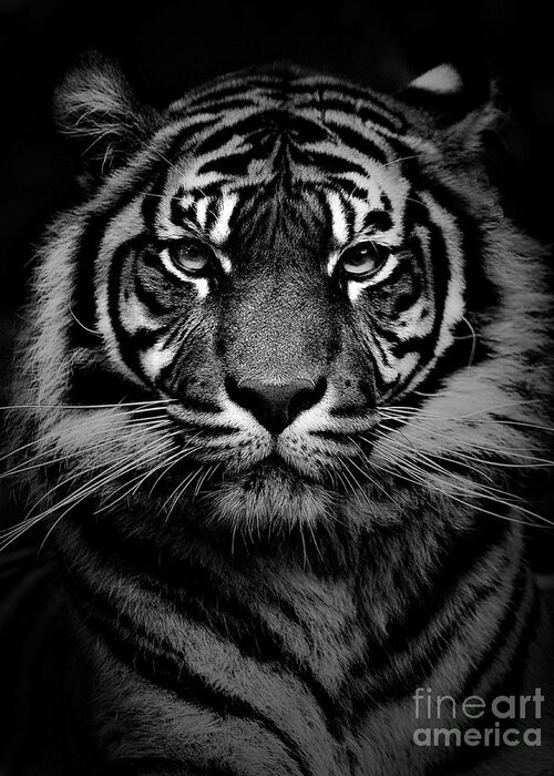 Sumatran Tiger Greeting Card featuring the photograph Sumatran tiger #2 by Sheila Smart Fine Art Photography