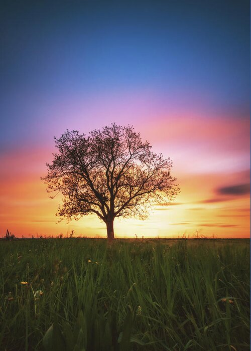 Tree Greeting Card featuring the photograph Sunset #4 by Marc Braner