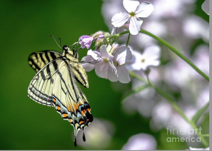 Cheryl Baxter Photography Greeting Card featuring the photograph Swallowtail Butterfly #2 by Cheryl Baxter