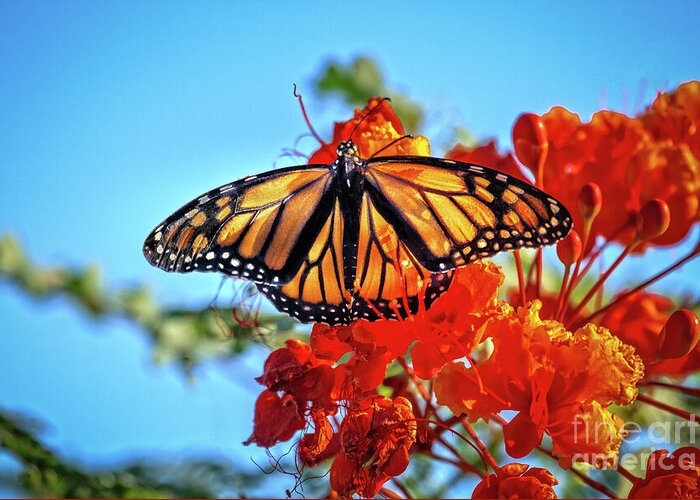 Orange Greeting Card featuring the photograph The Resting Monarch by Robert Bales
