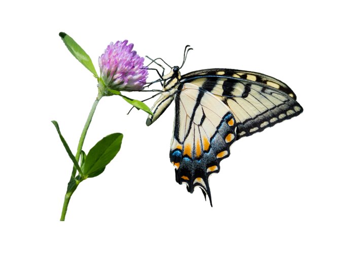 Tiger Swallowtail Butterfly Greeting Card featuring the photograph Tiger Swallowtail Butterfly by Holden The Moment