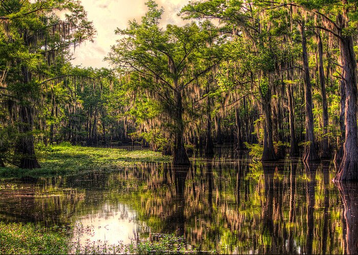 Bayou Greeting Card featuring the photograph Tranquility #2 by Ester McGuire