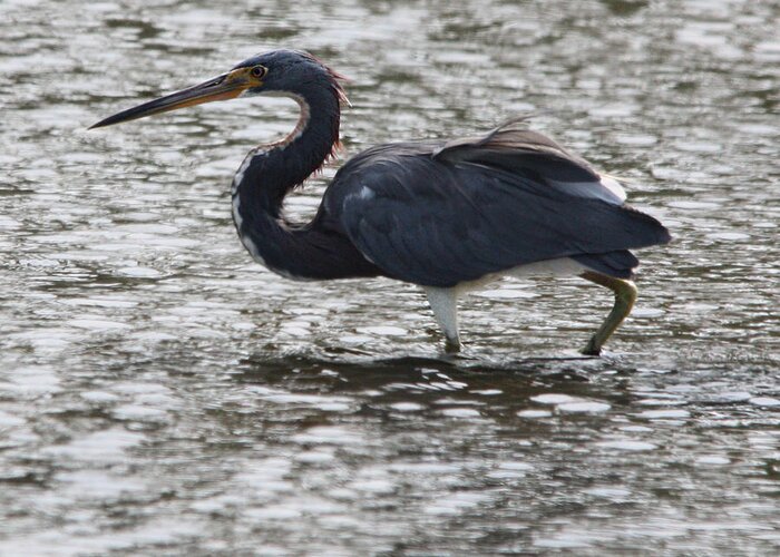 Tricolored Heron Greeting Card featuring the photograph Tricolored Heron by Captain Debbie Ritter