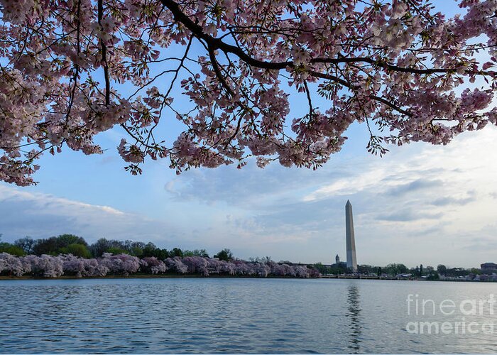Washington Monument Greeting Card featuring the photograph Washington Monument Cherry Blossoms #2 by Thomas R Fletcher