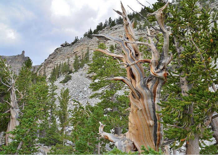 Great Basin National Park Greeting Card featuring the photograph Wheeler Peak Basin Bristlecone #2 by Ray Mathis