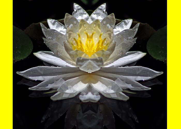  Digital Art Greeting Card featuring the photograph White Lotus #2 by Daniel Unfried