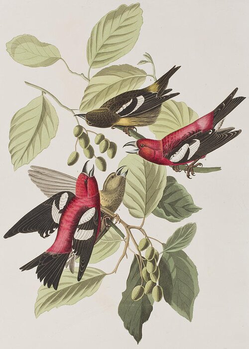 Crossbill Greeting Card featuring the painting White-winged Crossbill by John James Audubon