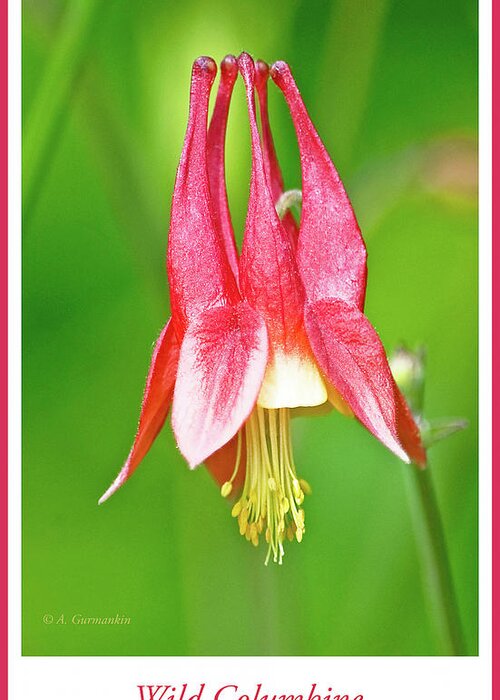 Wildflower Greeting Card featuring the photograph Wild Columbine Flower #2 by A Macarthur Gurmankin