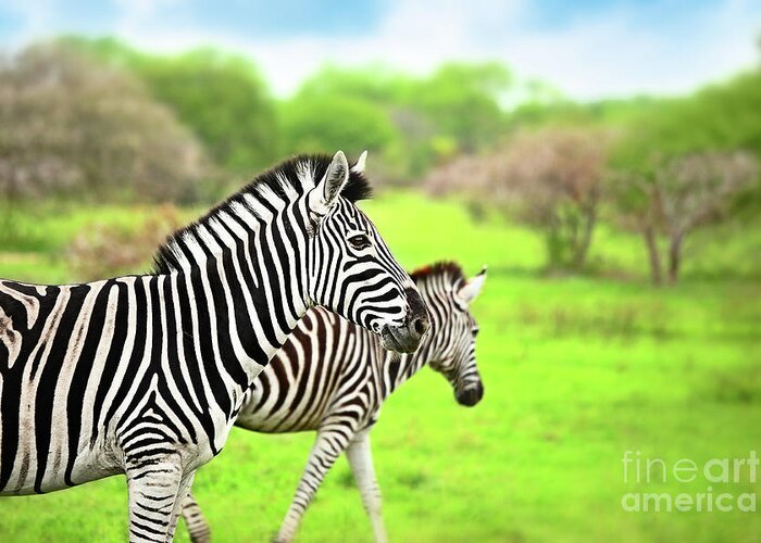 Adventure Greeting Card featuring the photograph Wild zebras of African continent #2 by Anna Om
