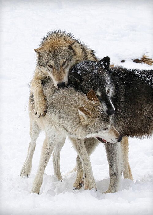 Wolf Greeting Card featuring the photograph Wolf Pack #2 by Steve McKinzie