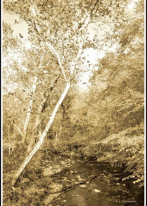 Stream Greeting Card featuring the photograph Woodland Stream in Fall, Montgomery County, Pennsylvania #2 by A Macarthur Gurmankin