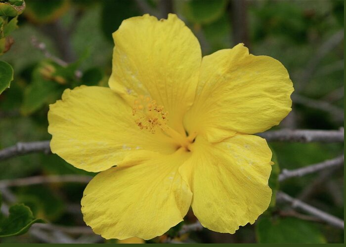 Yellow Greeting Card featuring the photograph Yellow Hibiscus #2 by Eddie Freeman