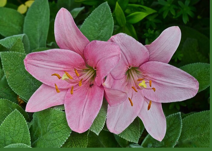 Asiatic Lilies Greeting Card featuring the photograph 2015 Summer at the Garden Pink Lilies 1 by Janis Senungetuk