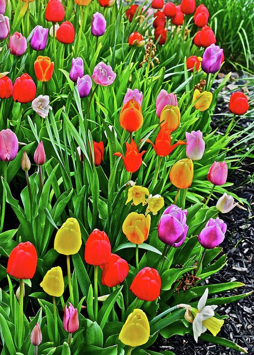 Tulips;spring Flowers; Spring Flower Garden; Spring Garden;flowers;spring Garden Plants;gardens; Greeting Card featuring the photograph 2016 Acewood Tulips Overiew by Janis Senungetuk