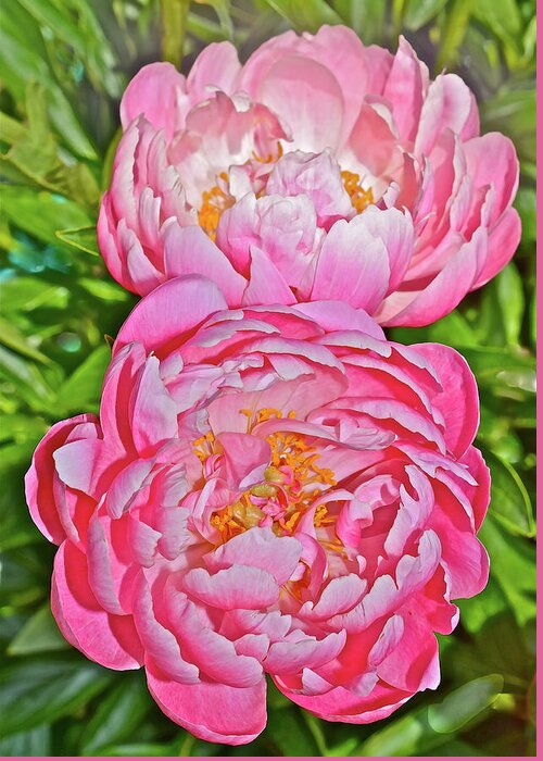 Peonies Greeting Card featuring the photograph 2016 Early June Coral Supreme Peonies by Janis Senungetuk