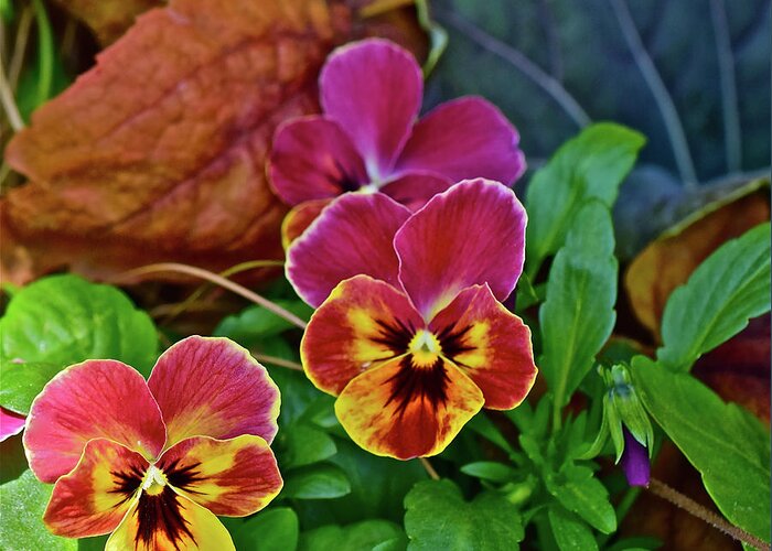 Pansies Greeting Card featuring the photograph 2017 Early May at the Garden Spring Pansies by Janis Senungetuk