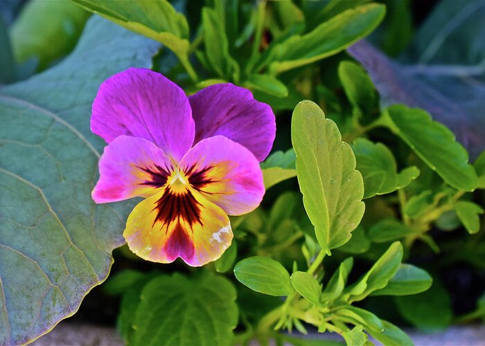 Pansy Greeting Card featuring the photograph 2017 EarthDay Olbrich Gardens Welcoming Pansy by Janis Senungetuk
